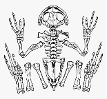 Skeleton Frog Bones Skull Anatomy Biology - Frog Skeleton Transparent, HD  Png Download , Transparent Png Image - PNGitem